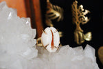 Cargar imagen en el visor de la galería, Claws Out Cowrie Shell Ring - Golden Treasure Box
