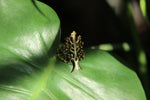 Load image into Gallery viewer, Food For Thought Brass Ring - We Love Brass
