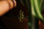 Load image into Gallery viewer, Food For Thought Brass Ring - We Love Brass
