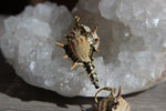 Load image into Gallery viewer, Gold Plated Conch Shell Brass Earrings - We Love Brass
