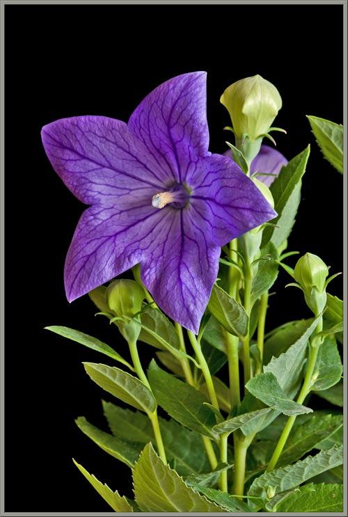 Sentimental Blue - Vine and Flor Brass Ring - We Love Brass