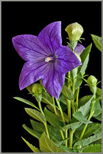 Cargar imagen en el visor de la galería, Sentimental Blue - Vine and Flor Brass Ring - We Love Brass

