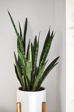 Load image into Gallery viewer, Snake Plants - Brass Earrings - We Love Brass
